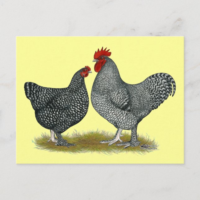 Maline Chickens Postkarte (Vorderseite)