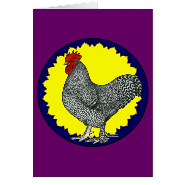 Maline Rooster (Vorne)