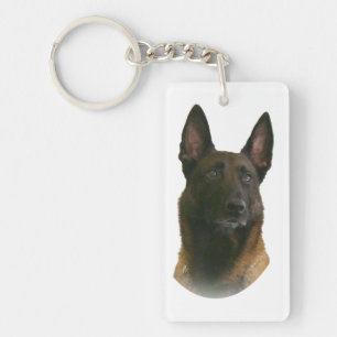 malinois belge