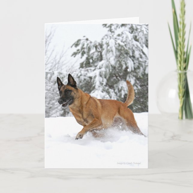 Malinois belge en carte de voeux de neige (Devant)