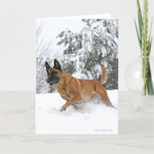 Malinois belge en carte de voeux de neige