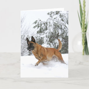 Malinois belge en neige carte de voeux