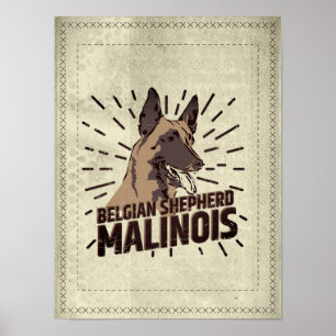 Malinois - belgischer Schäfer - Mechelaar - Poster