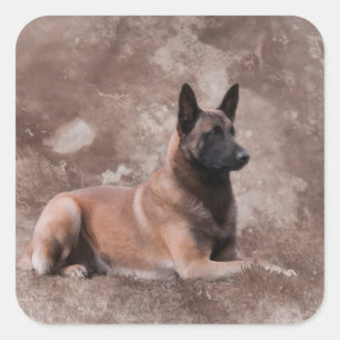 Malinois belgischer Schäfer - Mechelaar Quadratischer Aufkleber