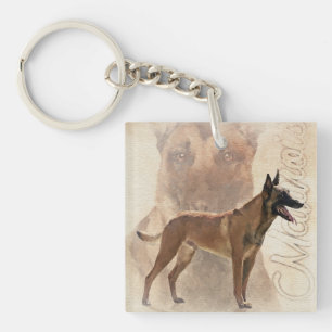 Malinois - berger belge - Mechelaar