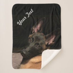 Malinois Dog Sherpadecke