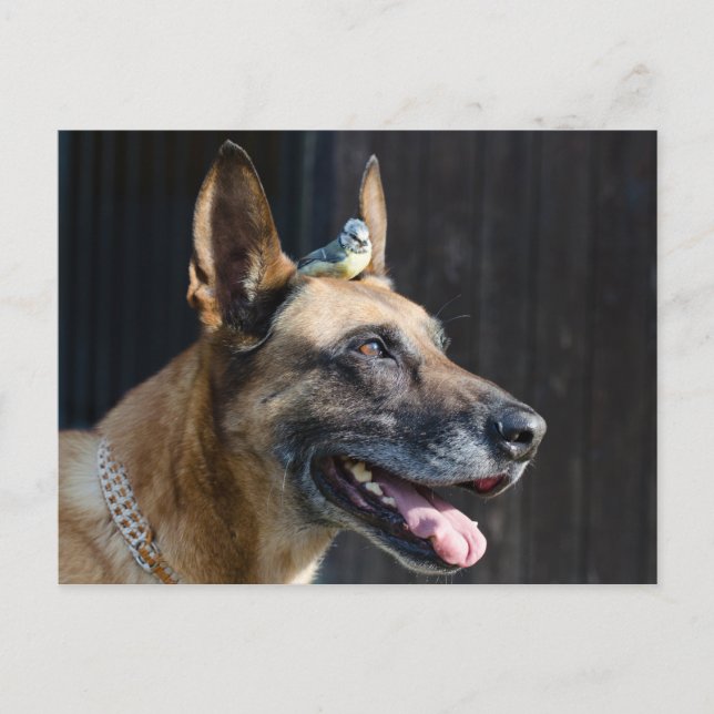 Malinois ( Hund ) mit Blaumeise Postkarte (Vorderseite)