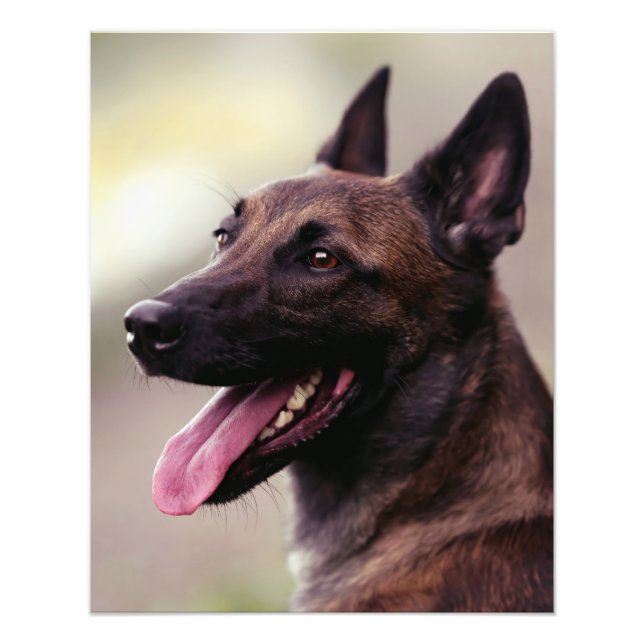 Malinois Hundeschlittenportrait Fotodruck (Vorne)