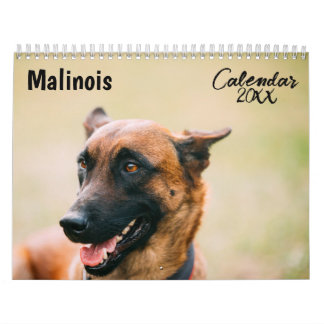 Malinois-Kalender 2026 Kalender