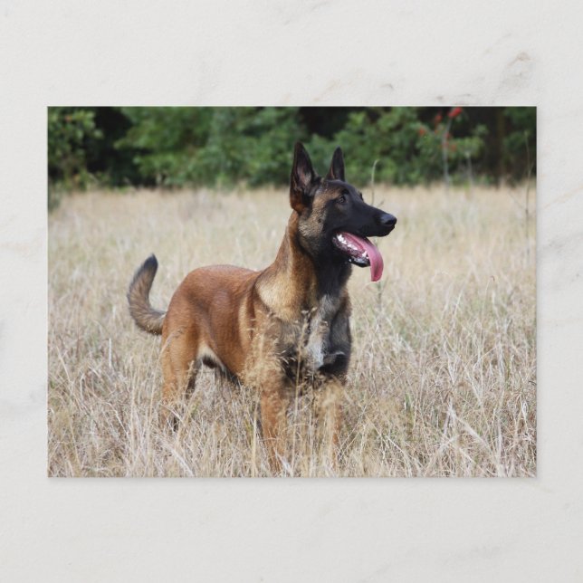 Malinois Postkarte (Vorderseite)