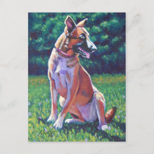 Malinois Shepherd auf Grassy Field Postkarte