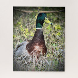 Mallard