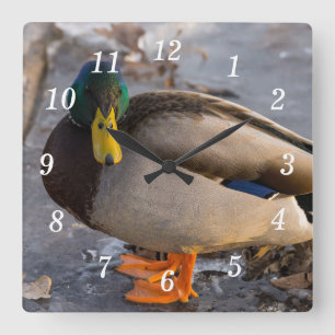 Mallard an der Eismauer Quadratische Wanduhr