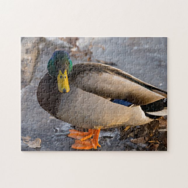 Mallard auf Eis (Horizontal)
