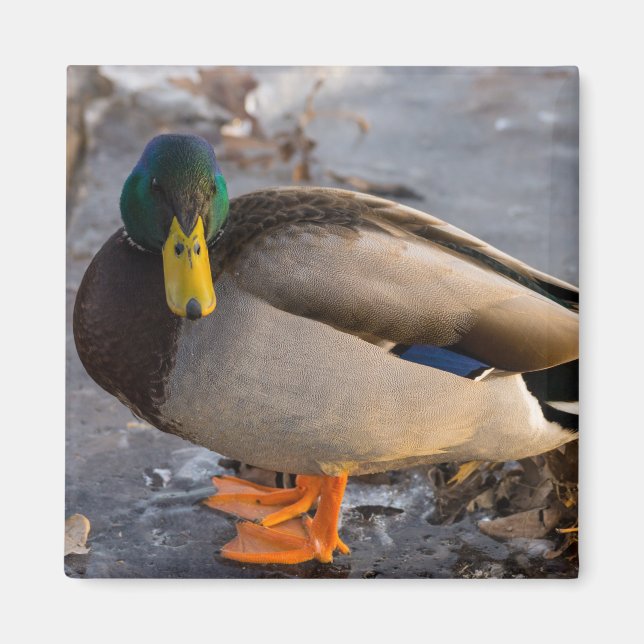 Mallard auf Eis Magnet (Vorne)
