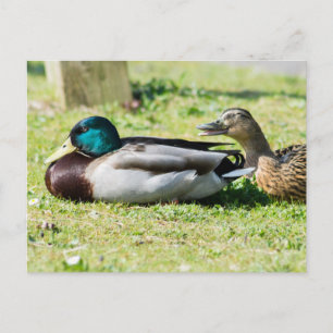 Mallard Couple Postkarte