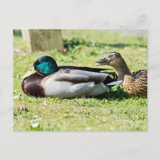 Mallard Couple Postkarte (Vorderseite)