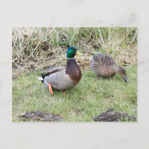 Mallard Couple Postkarte
