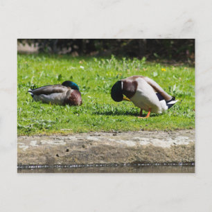 Mallard Couple Postkarte