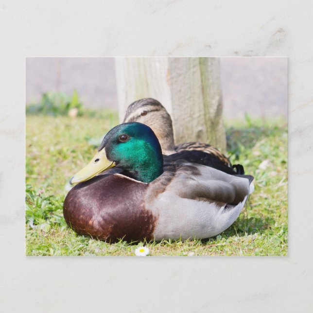 Mallard Couple Postkarte (Vorderseite)