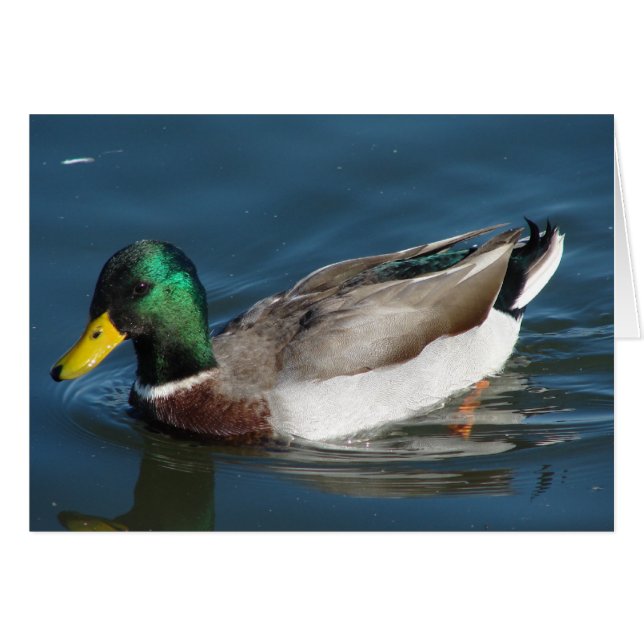 Mallard Drake (Vorderseite (Horizontal))