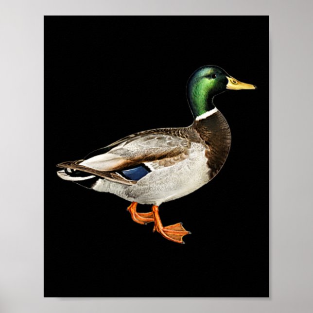 Mallard Drake Duck Pocket Logo Mallard Ducks Hunti Poster (Vorne)