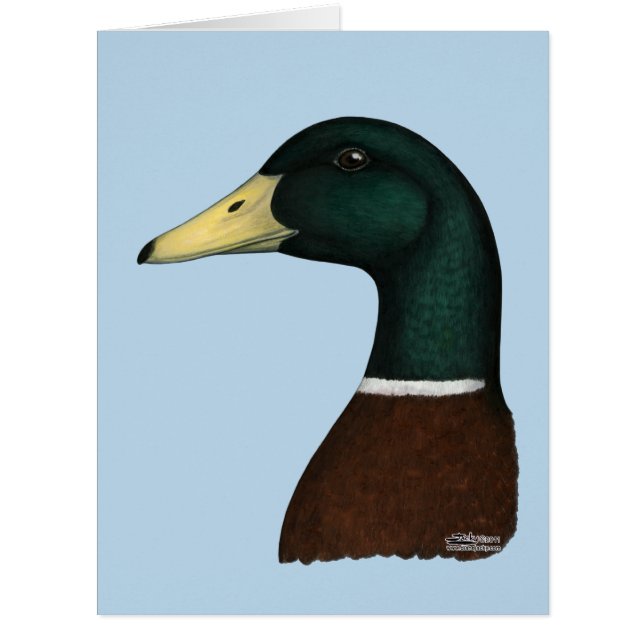 Mallard Drake Head (Vorderseite)