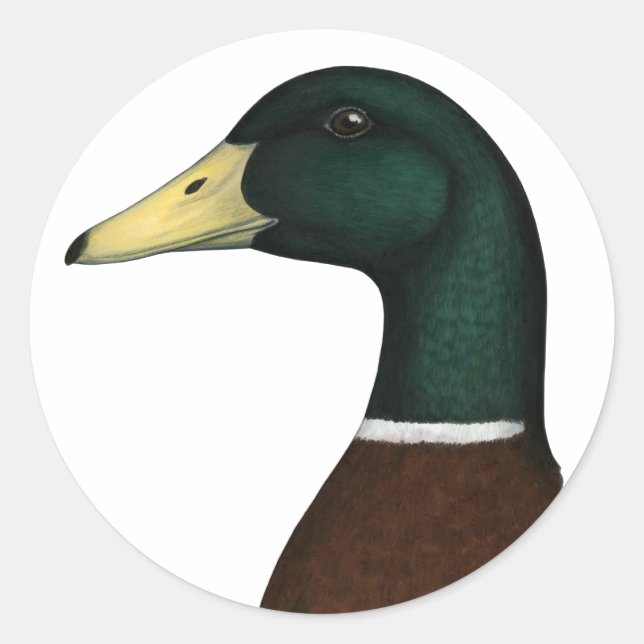 Mallard Drake Head Runder Aufkleber (Vorderseite)