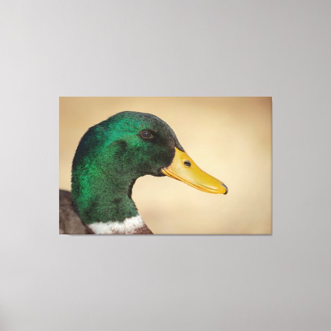 Mallard Drake Leinwanddruck (Vorderseite)