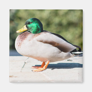 Mallard Drake Magnet