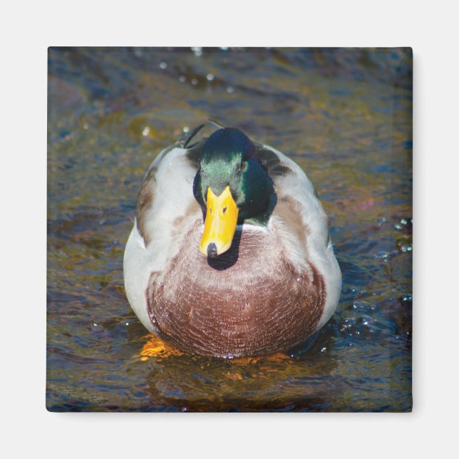 Mallard Drake Magnet (Vorne)