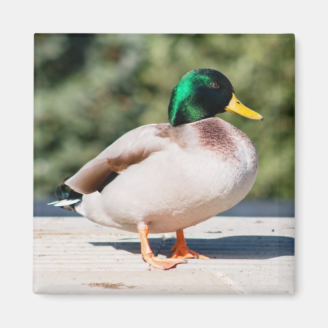 Mallard Drake Magnet (Vorne)