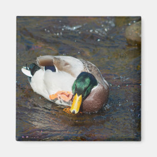 Mallard Drake Magnet