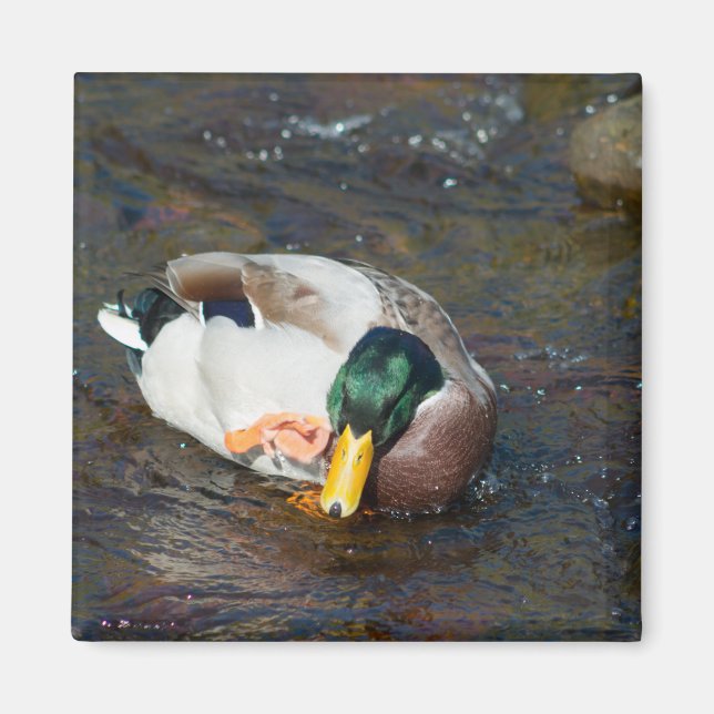 Mallard Drake Magnet (Vorne)