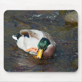 Mallard Drake Mousepad