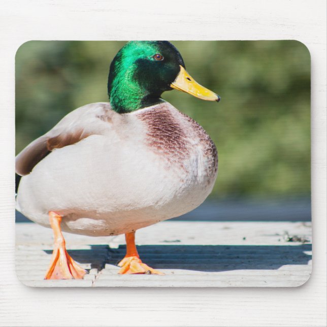 Mallard Drake Mousepad (Vorne)