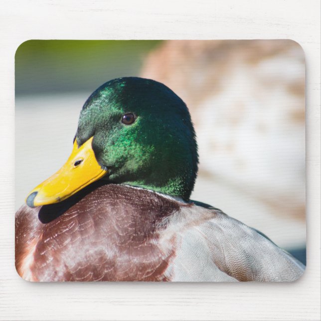 Mallard Drake Mousepad (Vorne)