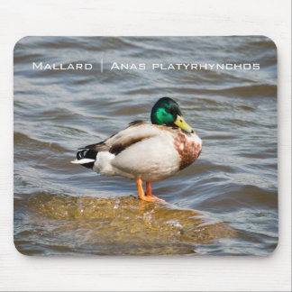 Mallard Drake Mousepad