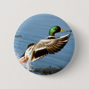 Mallard Drake nimmt Flug Button