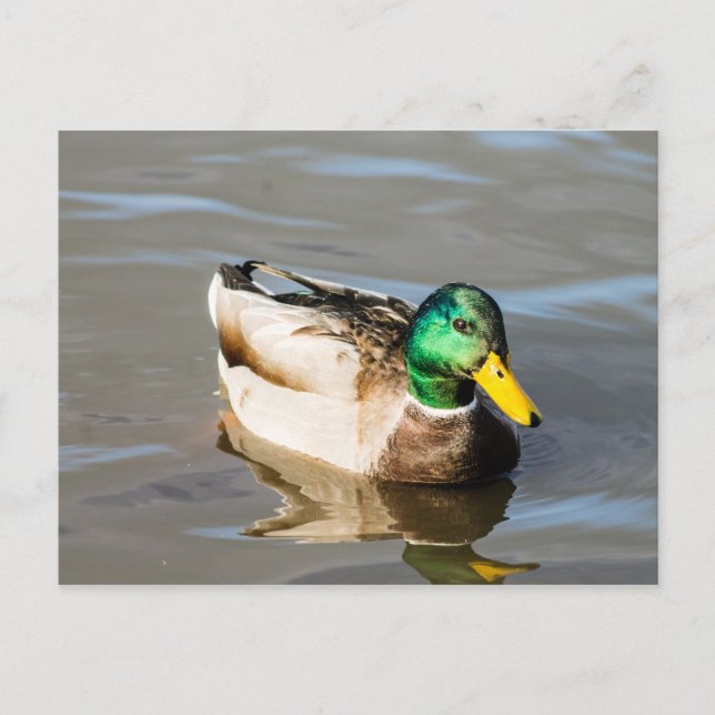 Mallard Drake Post Card Postkarte (Vorderseite)