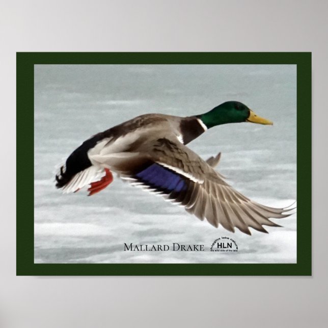 Mallard Drake Poster (Vorne)