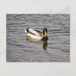 Mallard Drake Postkarte