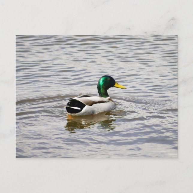 Mallard Drake Postkarte (Vorderseite)
