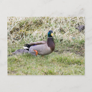 Mallard Drake Postkarte