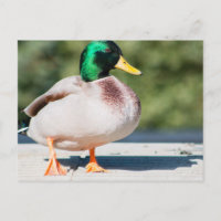 Mallard Drake