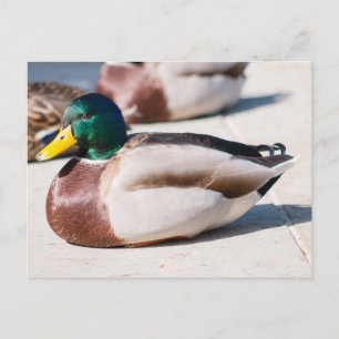 Mallard Drake Postkarte