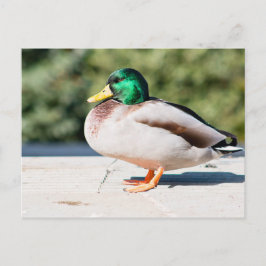 Mallard Drake Postkarte