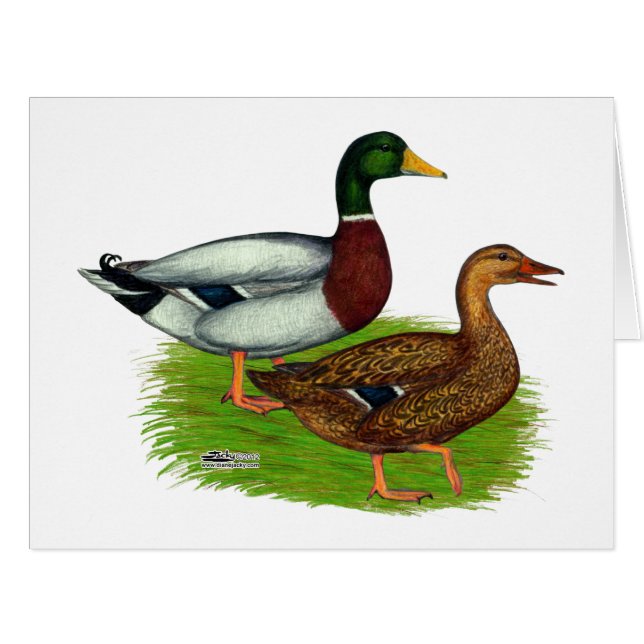 Mallard Drake und Duck (Vorderseite (Horizontal))