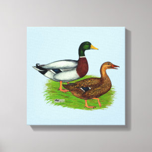 Mallard Drake und Duck Leinwanddruck