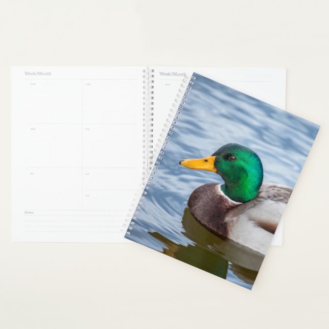 Mallard Duck (Devant avec enveloppe)